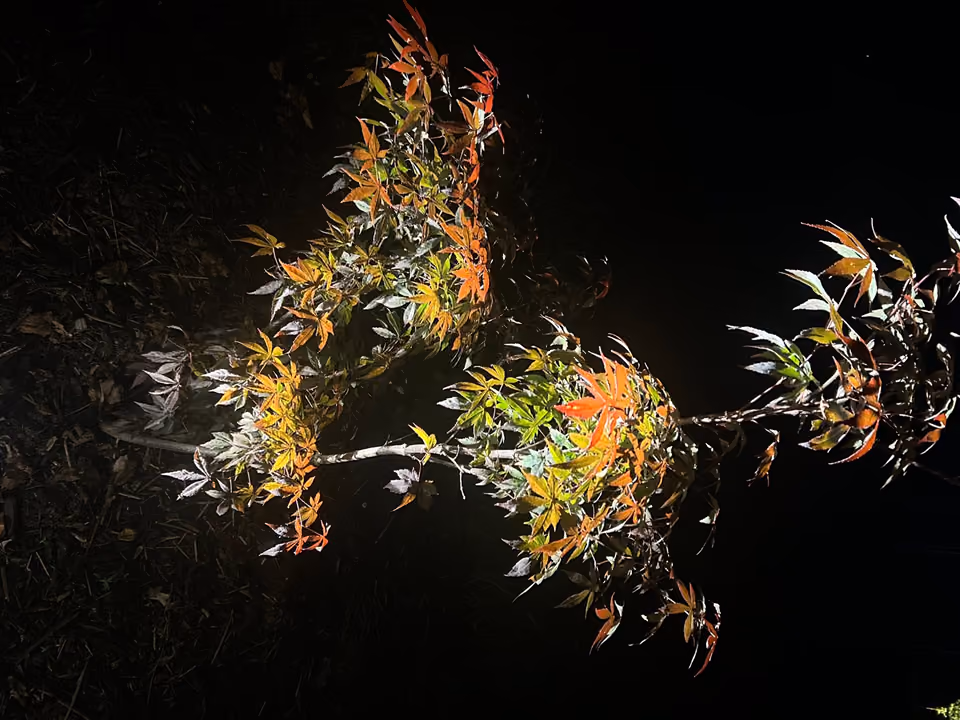 Warm lighting on autumn leaves against the night sky