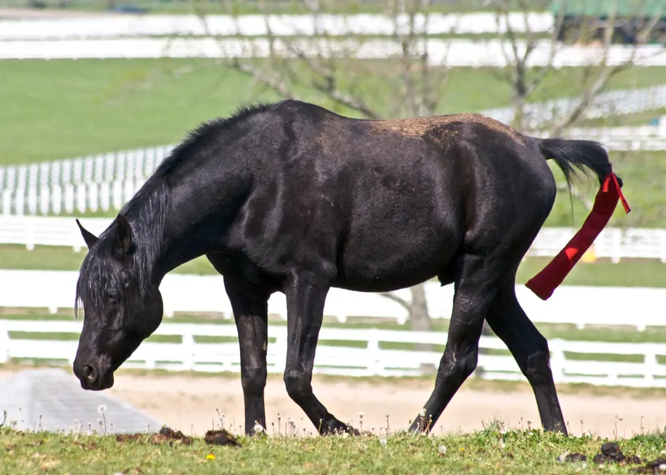 A black Arabian horse with a red ribbon tied in its tail walks head-down across a paddock at the Kentucky Horse Park, white plank fences and spring-green fields behind it, April 2010.