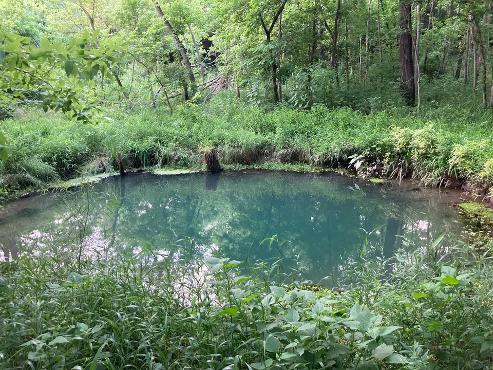 The Blue Hole spring at McConnell Springs, a round blue-green pool ringed by tall grass and summer woods, in June 2023.